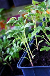 Senior Care in Pittsburgh PA: Six Vegetables Any Senior Can Grow in Planters